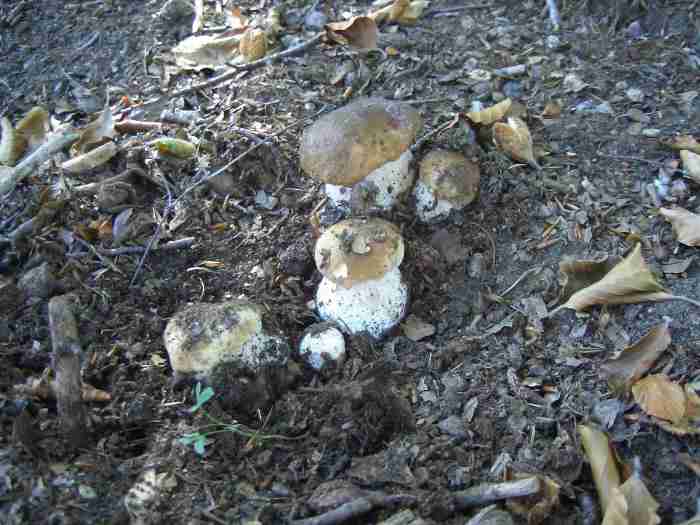  Image name: 231 Porcino.jpg 
 width: 700 pixel 
 height: 525 pixel 
 Size: 39290 bytes 
 Click to enlarge 